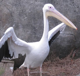 （公社）日本動物園水族館協会ってなにをするところ？