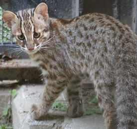 日本産希少動物の保護収容についての調査報告