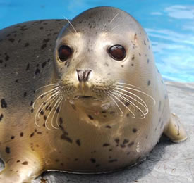 （公社）日本動物園水族館協会ってなにをするところ？