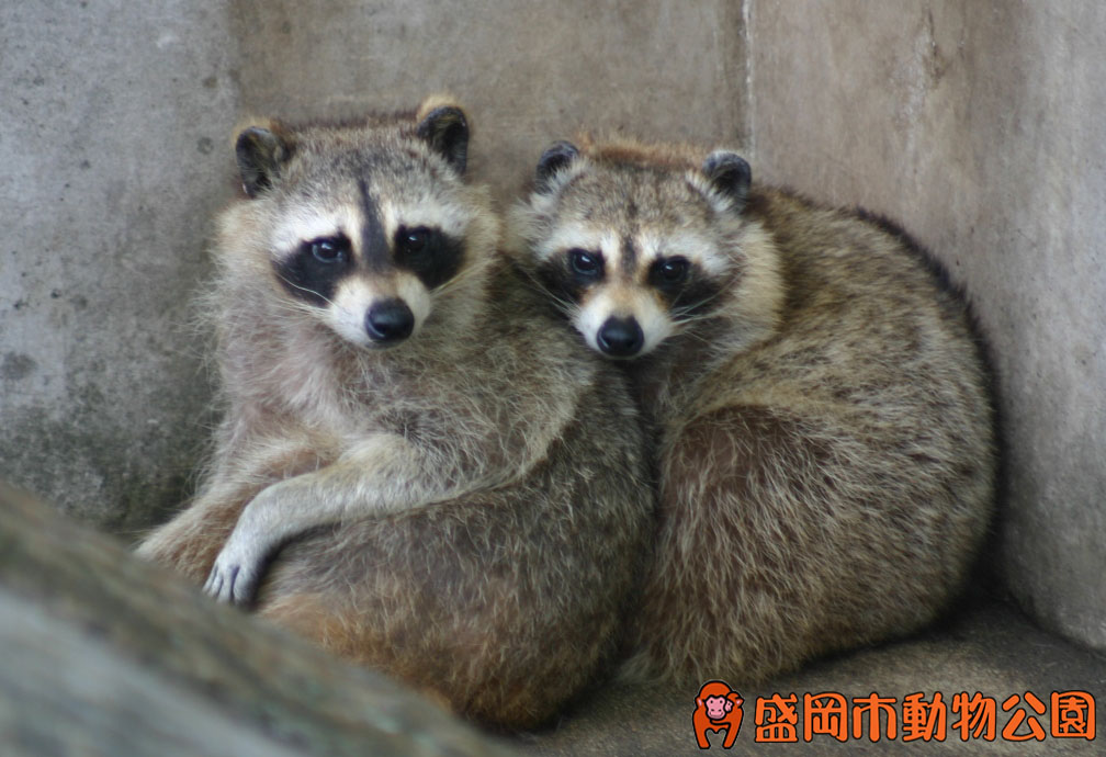 動物を探す 動物園と水族館