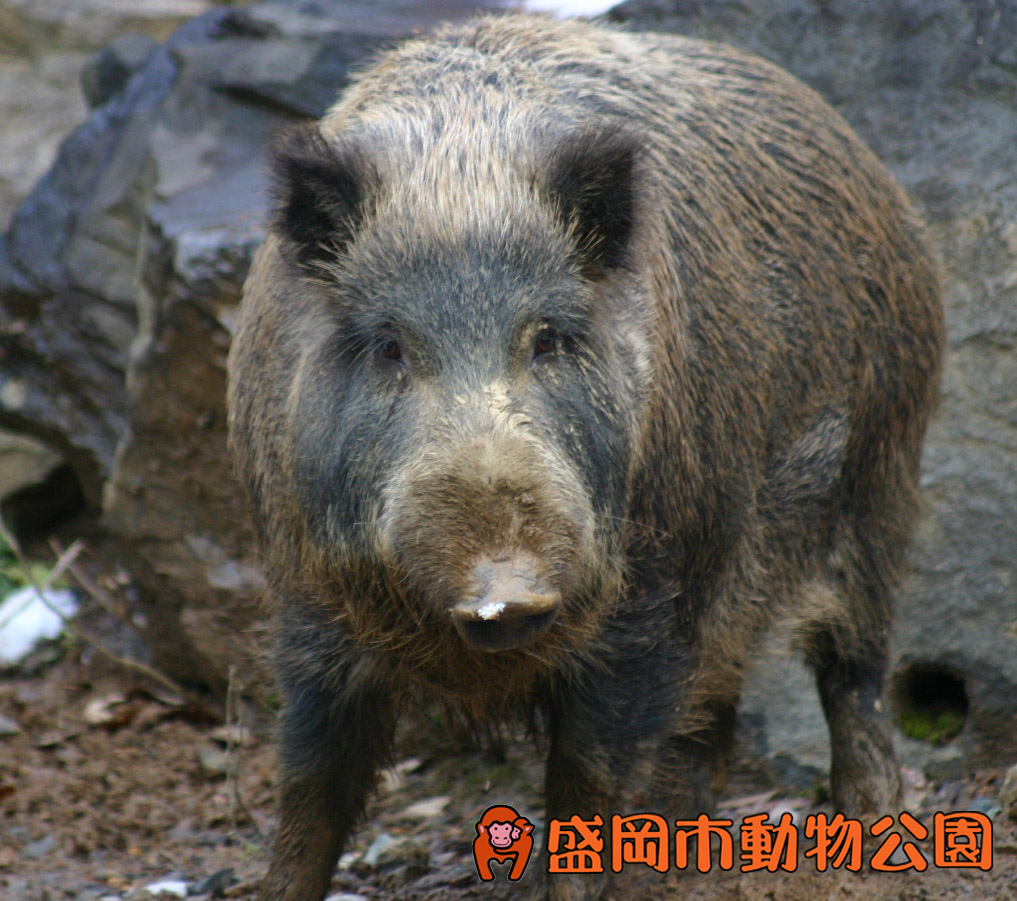 動物を探す 動物園と水族館