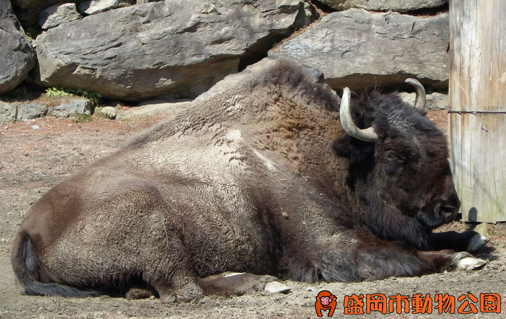 動物を探す 動物園と水族館