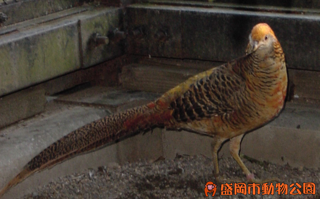 動物を探す 動物園と水族館