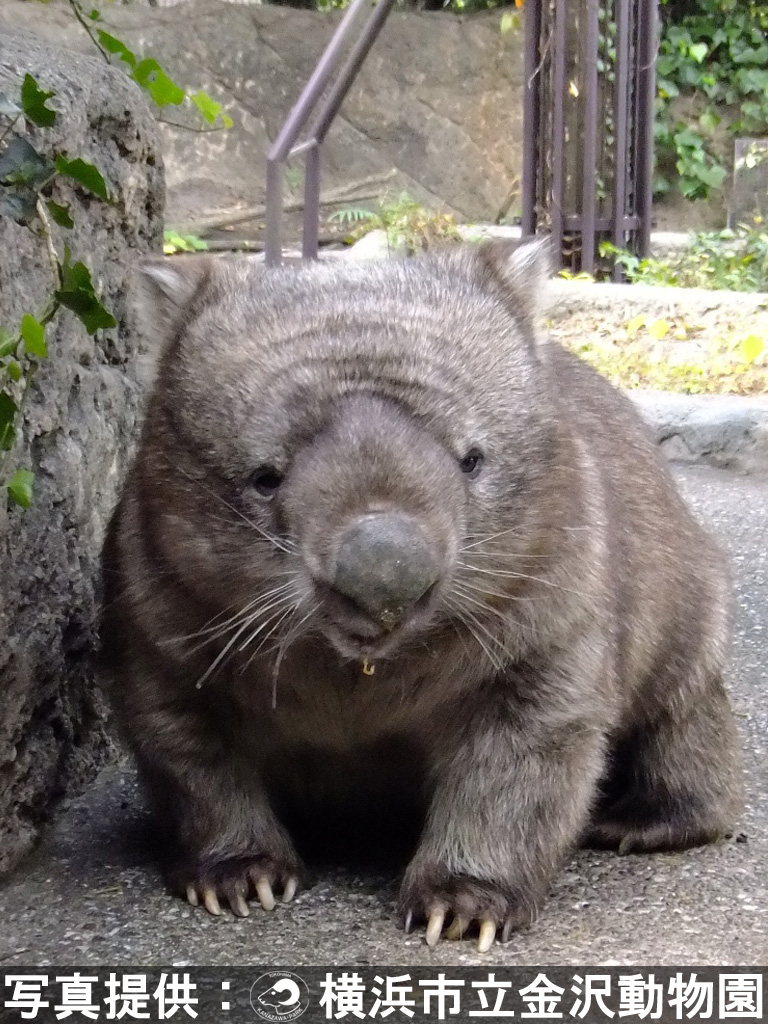 動物を探す 動物園と水族館