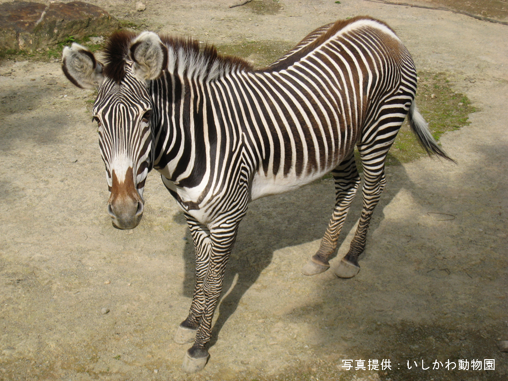 動物を探す 動物園と水族館 動物を探す 動物園と水族館
