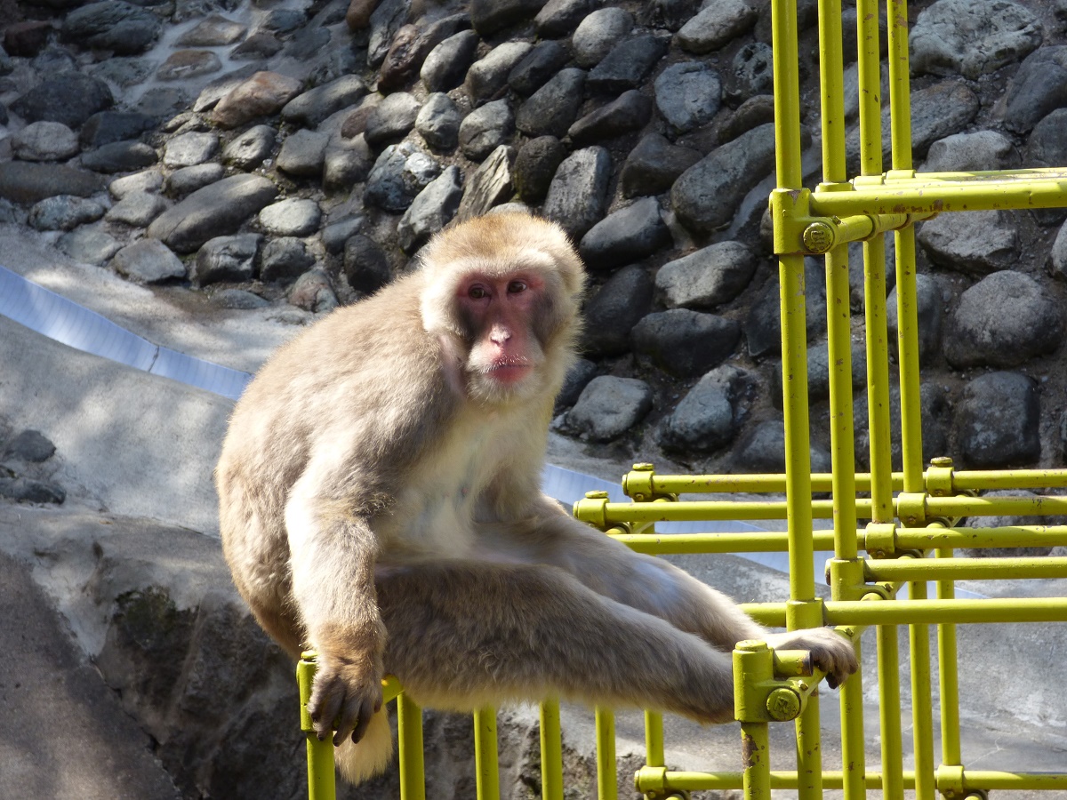 動物を探す 動物園と水族館