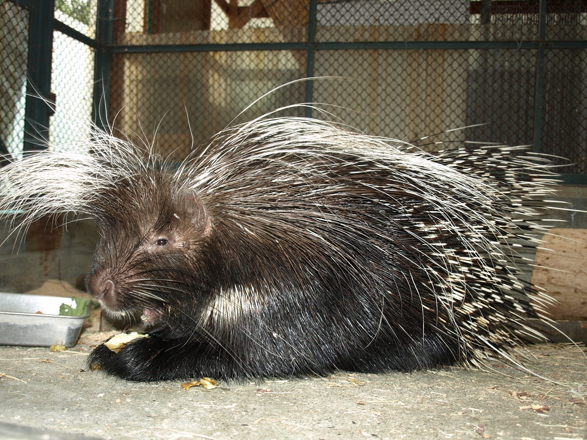 動物を探す 動物園と水族館