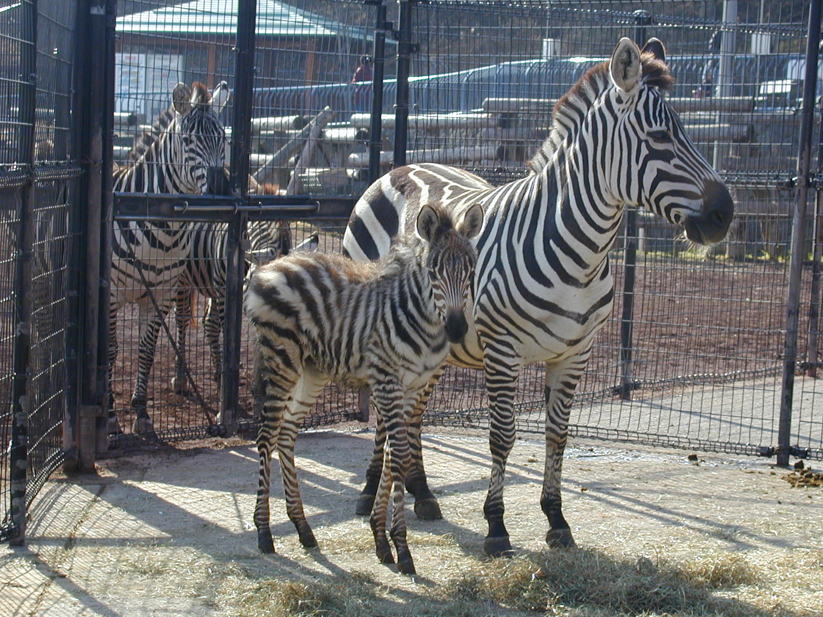 動物を探す 動物園と水族館 動物を探す 動物園と水族館