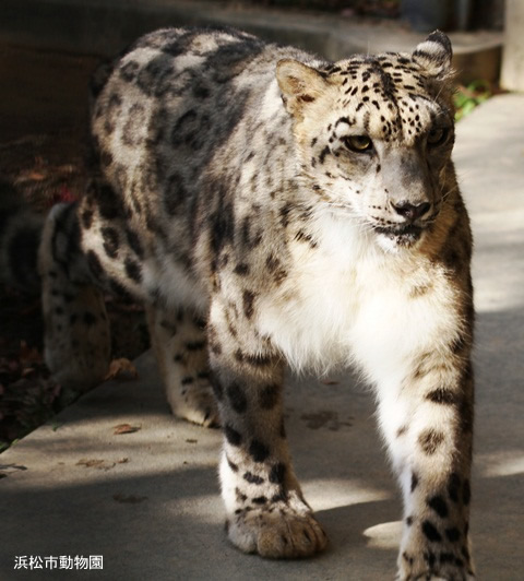 動物を探す 動物園と水族館