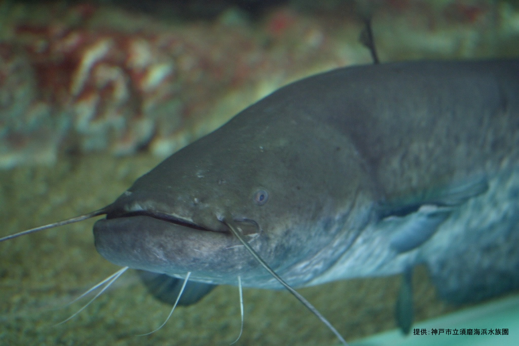 動物を探す 動物園と水族館