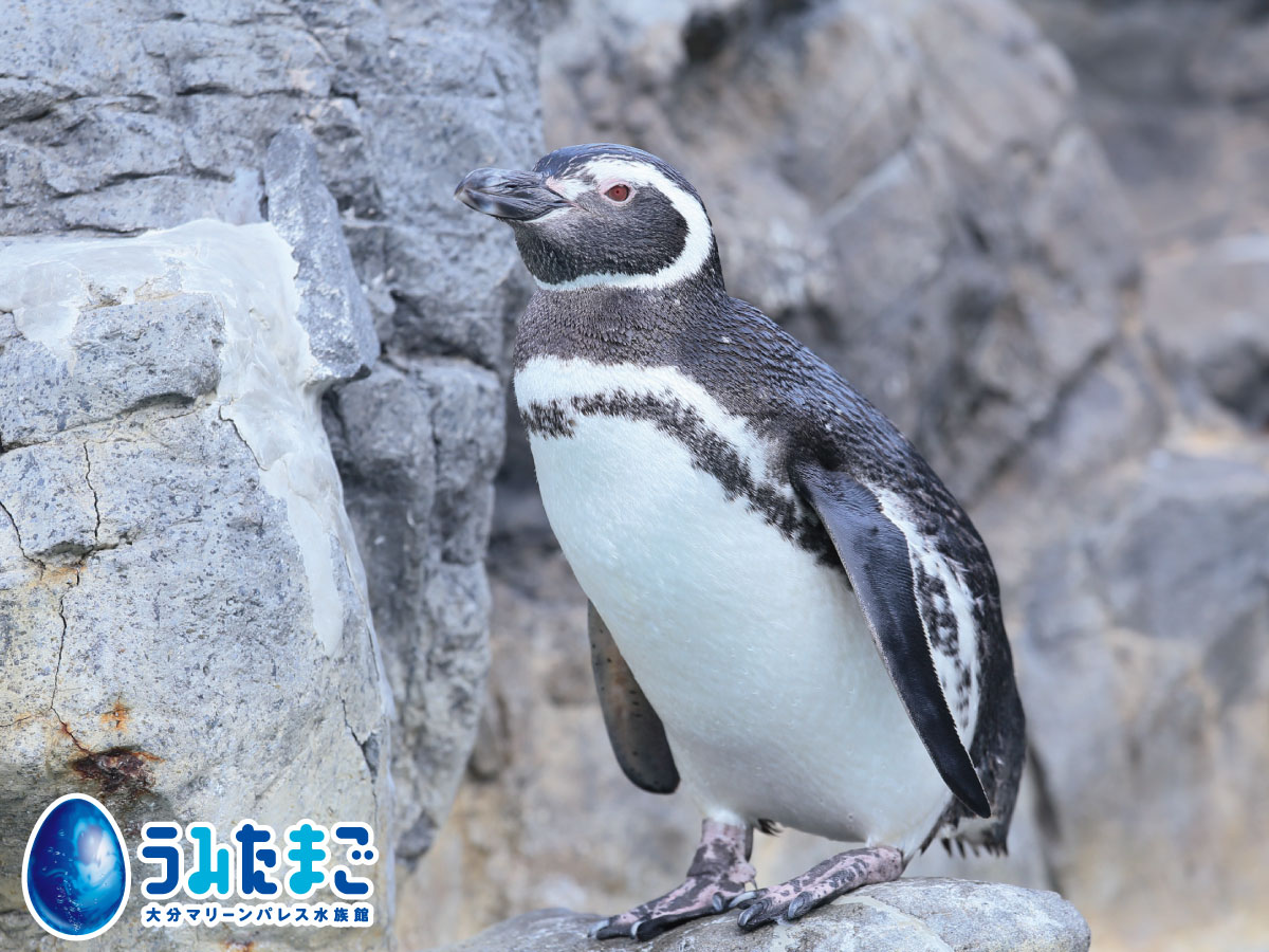 動物を探す 動物園と水族館