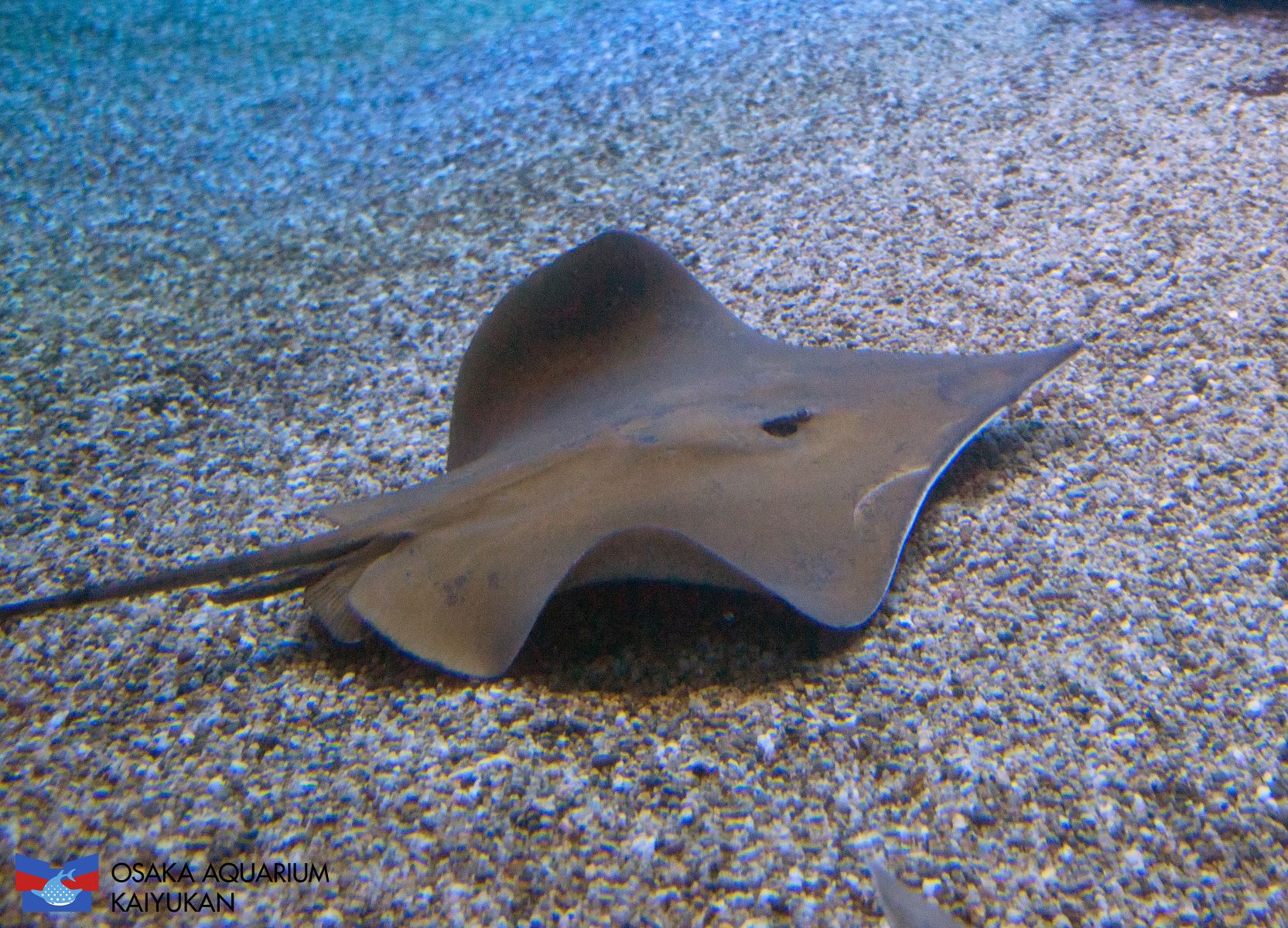 動物を探す 動物園と水族館