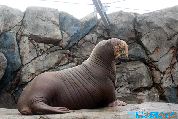 動物を探す 動物園と水族館