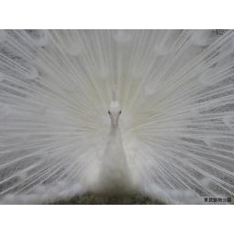 動物を探す 動物園と水族館