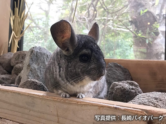 動物を探す 動物園と水族館