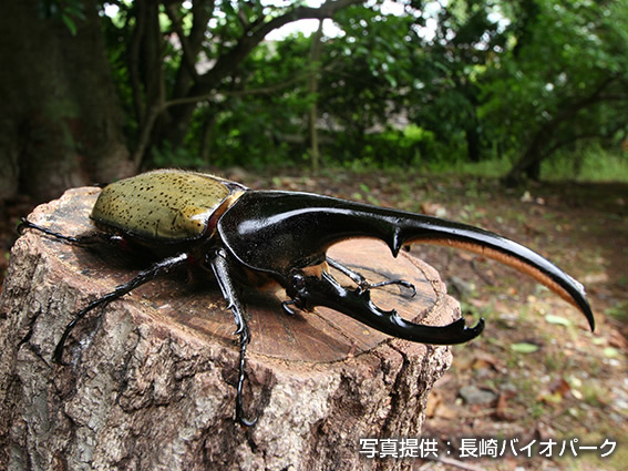 動物を探す 動物園と水族館