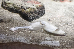 鴨川シーワールド生まれの「カミナリイカ」を展示