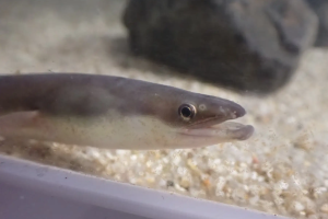 AQUARIUM×art átoa 企画展「海で採れたウナギ展」を開催します！