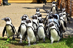 名古屋港水族館　「ペンギンよちよちウォーク」を開催します