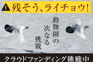 富山市ファミリーパーク　ライチョウのクラウドファンディングを開始