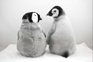 アドベンチャーワールド　エンペラーペンギンの赤ちゃん“今だけ” の姿を公開中