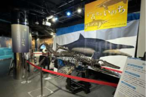 アドベンチャーワールド　「よみがえる古代のいのち ワカヤマソウリュウ企画展」開催中