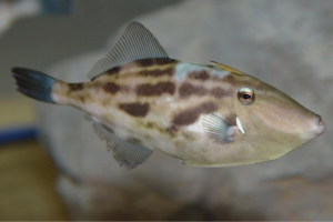 名古屋港水族館　季節展示「干支展」「ウマ面（づら）な魚」を展示します