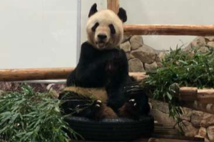 アドベンチャーワールド　「永明とともにつながるパンダファミリー」を開催します