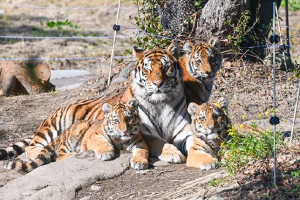 アドベンチャーワールド　猫の日特別企画 「アムールトラ親子」に出会う朝のケニア号ツアーを開催
