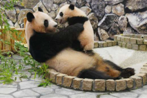 アドベンチャーワールド　「 関西財界セミナー賞２０２６」特別賞 を受賞