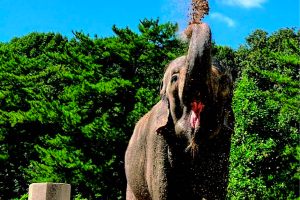 岡崎動物園　クラウドファンディングのご案内