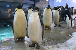 アドベンチャーワールド　エンペラーペンギンのこどもが生後半年を迎えます