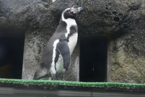 広島市安佐動物公園　世界ペンギンの日 特別解説