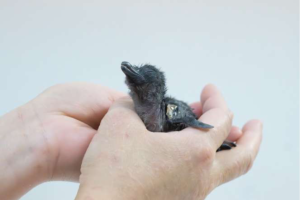 アドベンチャーワールド　コガタペンギンの赤ちゃんが誕生しました！