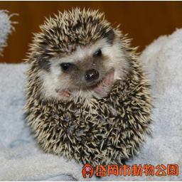 ヨツユビハリネズミ