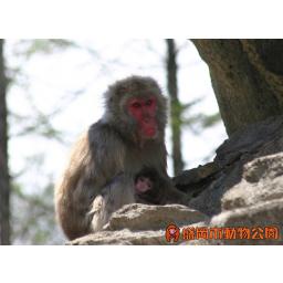 ホンドザル