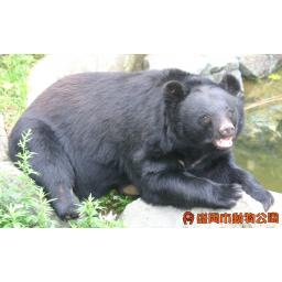 ニッポンツキノワグマ