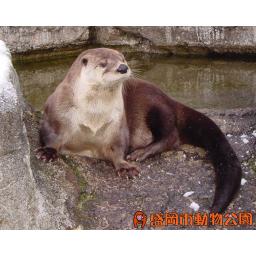 カナダカワウソ