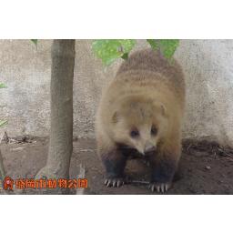 アナグマ