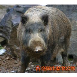 ニホンイノシシ