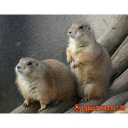 オグロプレーリードッグ