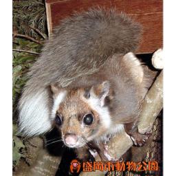 ニッコウムササビ