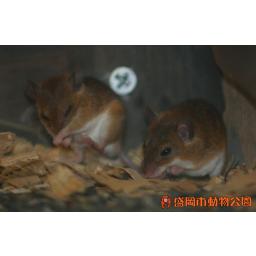 コビトハツカネズミ