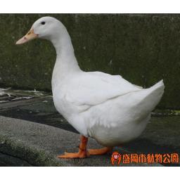 マガモ