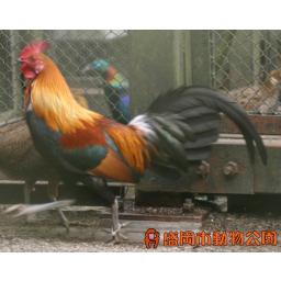 セキショクヤケイ