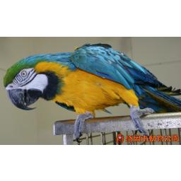 ルリコンゴウインコ