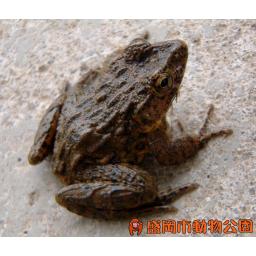 ツチガエル
