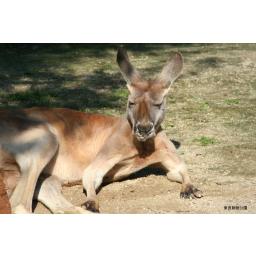 アカカンガルー