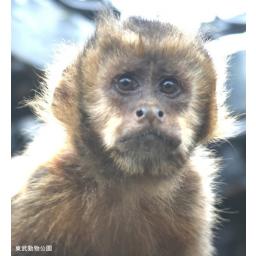 ノドジロオマキザル