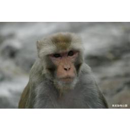アカゲザル